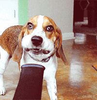 Sometimes there is no better feeling than coming home after a long day to your furry friend. Maybe this? https://giphy.com/gifs/funny-dog-mad-18LZm8w9R8T0Q <insert here> No, wait! What about this? https://giphy.com/gifs/barkpost-funny-dog-gif-lawn-mowing-26uf43dkw9ByWsjLi <insert here> Gosh, I just love it when they do chores. You know what, my fluffy friend? Why don’t you just take a load off. https://giphy.com/gifs/funny-dog-bswGDO7Rh1ONO <insert here> You may not know it, but your dog is a marketer and a darn good one at that. Here are three marketing lessons you can learn from man’s best friend: 1. Be Authentic Sure, you’ve come home to an absolute mess before. But not like this. The front door swings open and you find that Bosco, your sweet golden retriever, decided it was in his best interest to annihilate the throw pillows on the couch and then dump the trash can. While you may have just reached levels of frustration that you didn’t even think were possible, let me ask you this: did Bosco act like a dog? Yes. Yes, he did. More than just being pros at creating a huge mess, dogs are authentic. They give you unconditional love no matter what, think about you the entire time you’re at work (sometimes so much that they destroy the house), and no matter what mood you’re in, they still want to cuddle you and give you kisses. And what does it do to you? It melts you heart and strengthens the bond between you two. The first takeaway from our fluffy friends is that no matter their behavior, dogs are good at being dogs. And if we can be good at being humans (authentic humans, that is), we will forge stronger connections with our intended audience. So stop selling, stop talking at your customers and begin a 1-1 dialogue where both parties learn about each other. Heck, become best friends! But know that the way to every customers heart is through your authentic self. Customers want to see behind the curtain and know that on the other side, good people are taking of them and thinking about their best interests. That’s how you get customers to repeatedly buy from you and be advocates for your brand. 2. Know When to Say Sorry https://giphy.com/gifs/cheezburger-dog-sad-ZsjU4Mk3SiwFy <insert this gif> Dogs know when they screwed up. They put their heads down, tail in between their legs, and beg for our forgiveness. And who are we kidding! They look so cute when they’re guilty so we tend to forgive them right away! As marketers, we’re not always the best at admitting when we made a BIG error. You know, the kind of error like when you email your suppression list of 200,000 agitated subscribers and you receive thousands of nasty replies (not saying that’s ever happened to anyone). In line with the first point of being authentic, we need to know when to say sorry. By design, marketers are urged to push the boundaries of the so-called “norm” and it’s all to get the attention of our customers. So while it might be well intentioned, we don’t always hit the mark and we may offend some folks. It is at this crucial moment that we define ourselves. Are we the marketers that are willing to sacrifice our brand image to try edgy messaging or are we continually placing our customers at the forefront of our minds in everything we do? Are we willing to except responsibility, say we are sorry, and humanize ourselves and our brand to be more relatable? The answer is always yes. We love dogs because they can admit their faults and if we can do it too, our customers will love us. 3. Don’t Know When to Quit https://giphy.com/gifs/vidme-dog-cute-please-R6nV6C5uC16Fy <insert image> Yes, you read that correctly. Don’t know when to quit. No matter how much you ask your pooch to stop begging at the table, what will he do? BEG, BEG, BEG, then beg some more. Then what do you do? Give him some food. That’ll do the trick, right? No! He continues to beg! Despite how irritatingly cute this sort of behavior can be, it can teach us two very import lessons. 1) Stay focused on one thing at a time and 2) Be persistent. We marketers can be distracted by shiny objects (much like dogs) where we want to chase after every new idea that comes across the table (much like dogs). But when we can’t just focus on one thing, we divide our attention and efforts across too many things and find that we can’t succeed or do any one project well. So the point is to find the one or two projects that you think will move the needle, give them all of your focus, and don’t rest until you complete them from A-Z. The marketers that do well are the ones that do one or two projects well a quarter, not 15 projects poorly. Lastly, don’t know when to quit or rather, don’t quit until you know it’s really time to quit. Follow your intuitions, test, rewrite copy, and test again. Push on a new idea until you know with 100%25 certainty that it simply won’t work for the business. Learning to accept failure as a learning opportunity is possibly the most important career lesson you’ll ever learn. I hope this blog gave you a new-found appreciation for your best friend at home! Do you have any other lessons to add to this list? Is your dog a better marketer than Bosco, the golden retriever? Let me know in the comments below! 