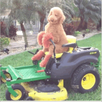 Dog on Mower_Giphy