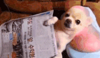 Relaxed dog_giphy