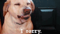 Sorry puppy_giphy