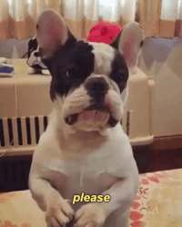 Begging Dog_Giphy