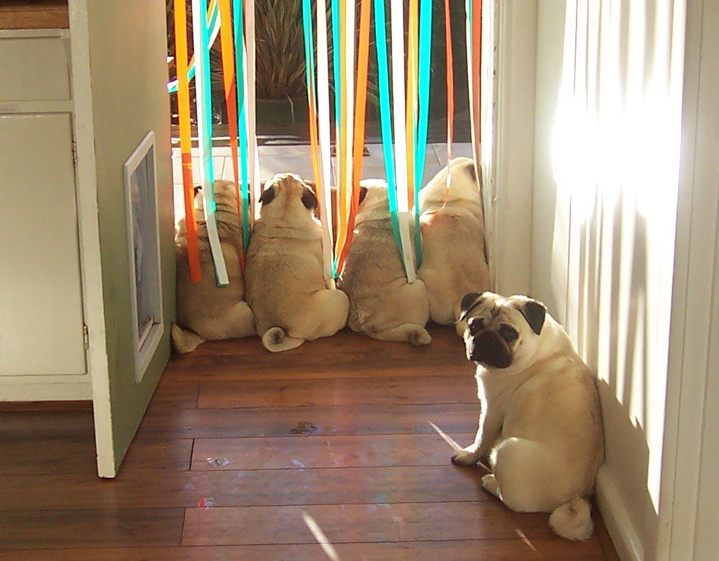 Working remotely lonely pug left out