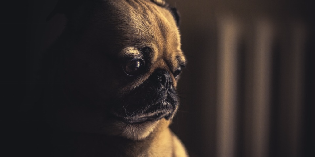 Working remotely sad dog