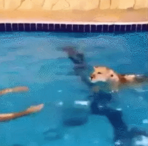 what is crowdfunding lion learns to swim