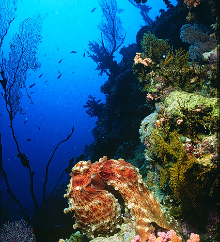 coral octopus photo