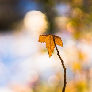 corporate culture, leadership, morale