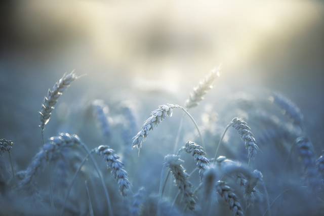 seed-planting increasing value for others