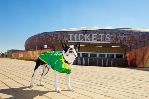Ambush marketing Sepp Blatter Boston Terrier