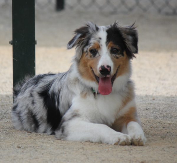 content marketing cute puppy photos