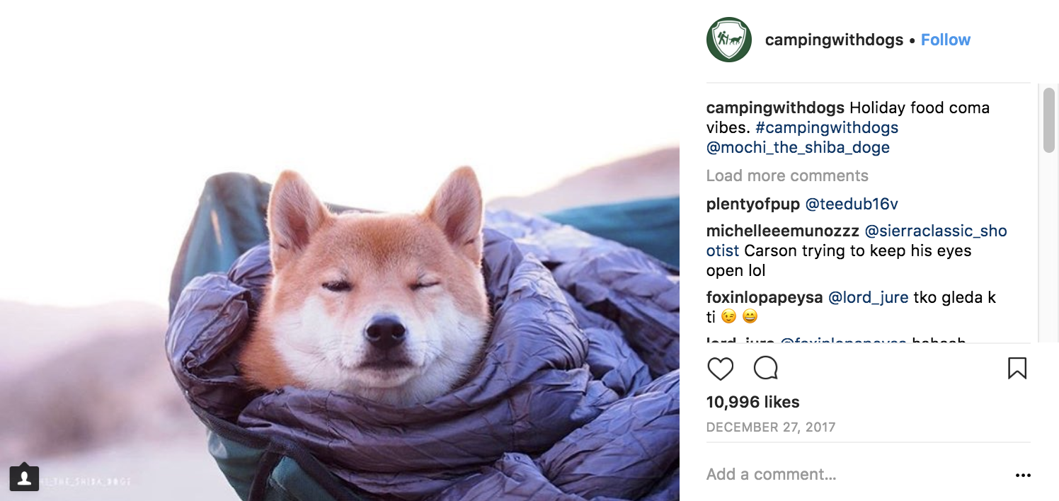 camping-with-dogs-instagram-marketing-strategy