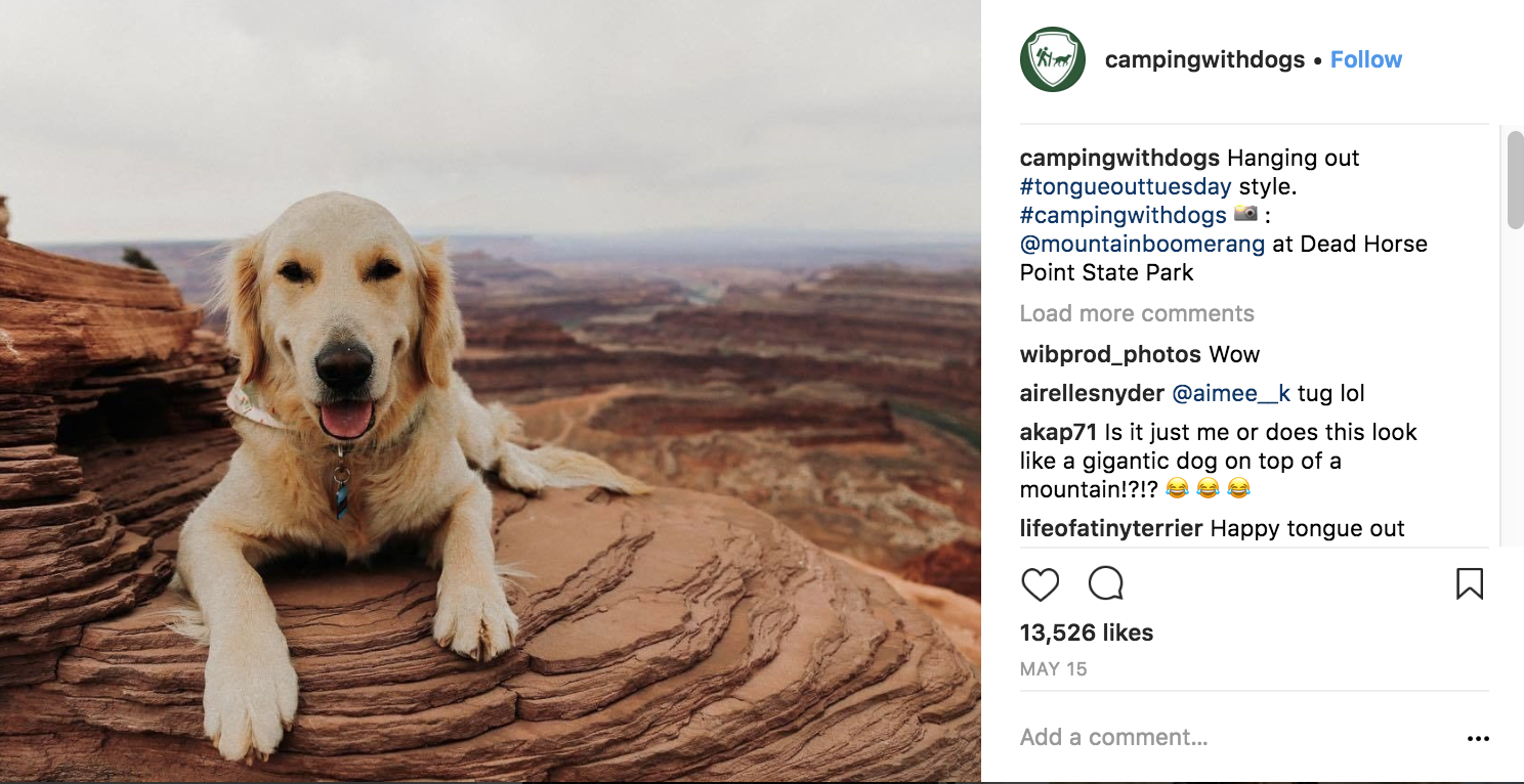 camping-with-dogs-instagram-marketing-strategy