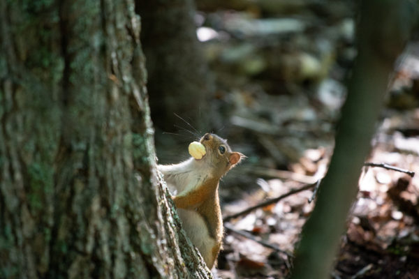 Free nature stock