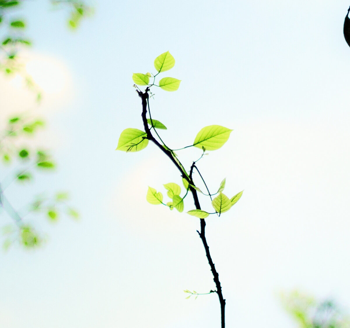 A tree sapling against a blue skye