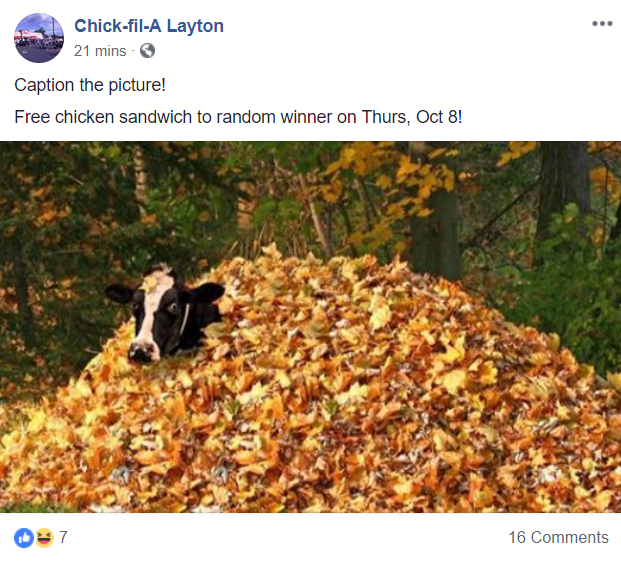 chickfila uses fun image of cow in leafs asking for followers to caption the picture