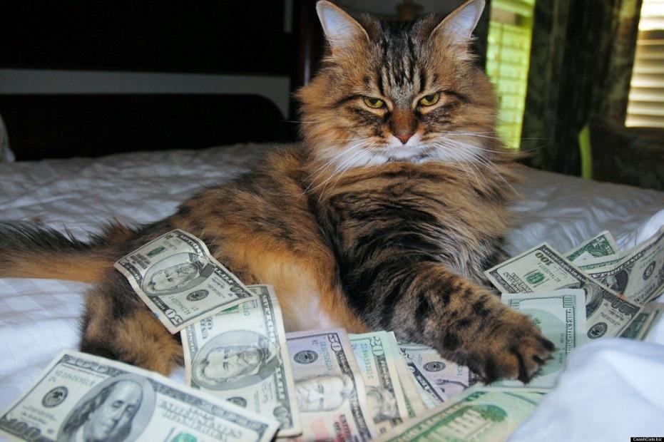 budget cat