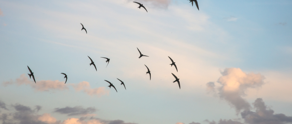 a flock of swift birds