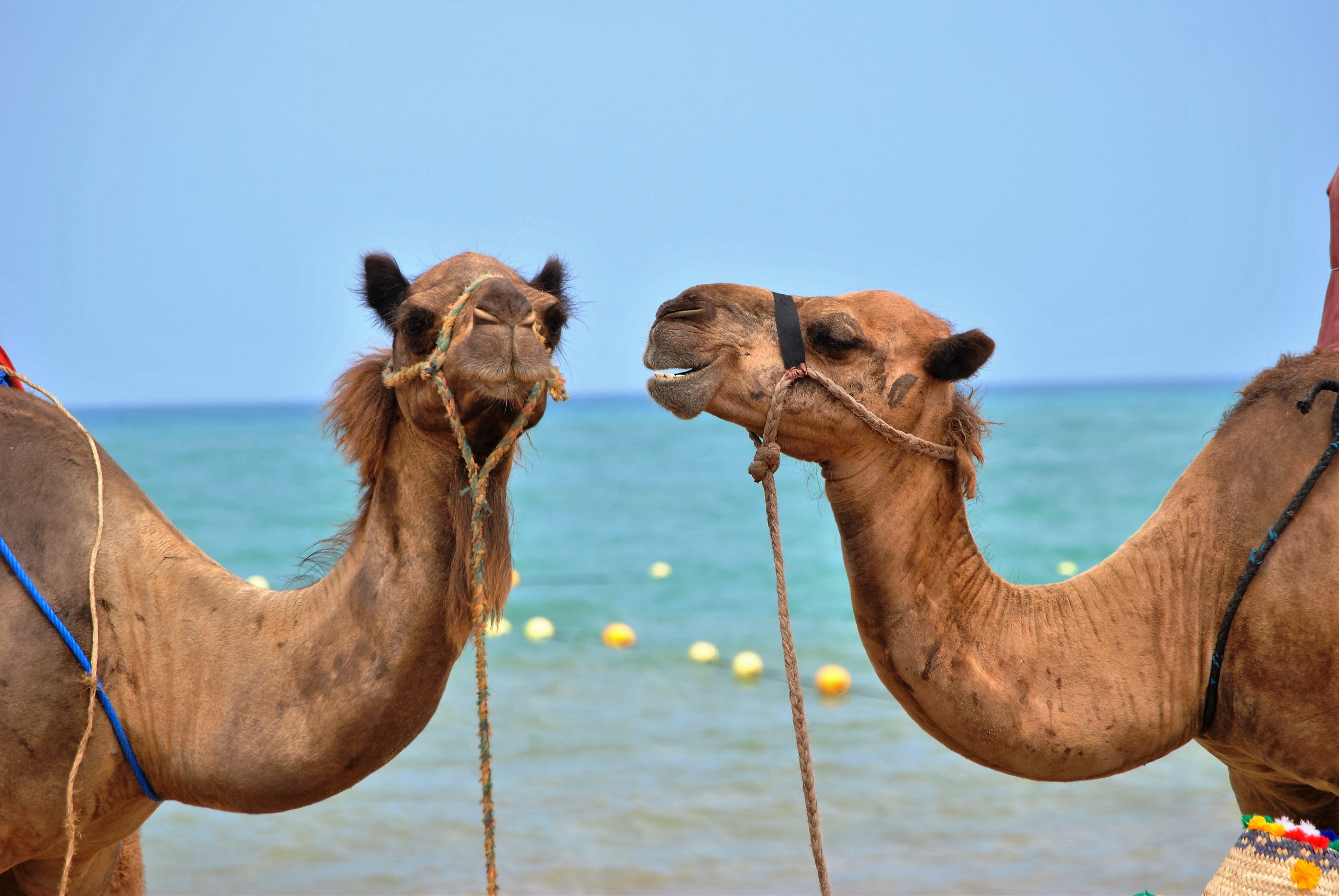 two camels having a conversation to demonstrate 10 marketing services to build your business
