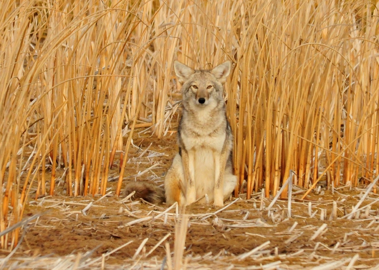 CoyoteVest Pet Body Armor