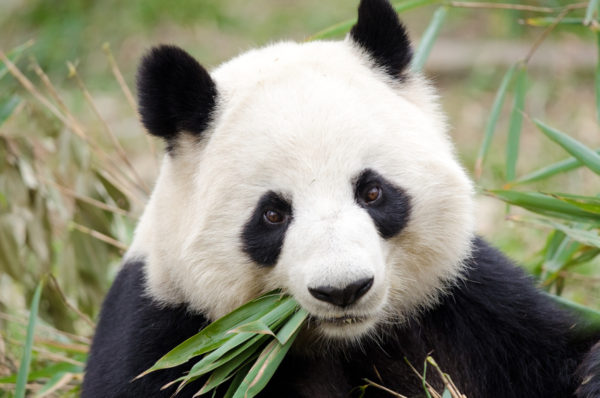 Panda chewing plants