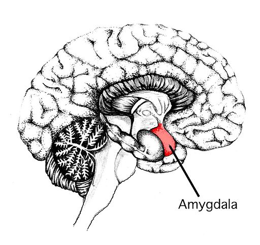 Amygdala hijack