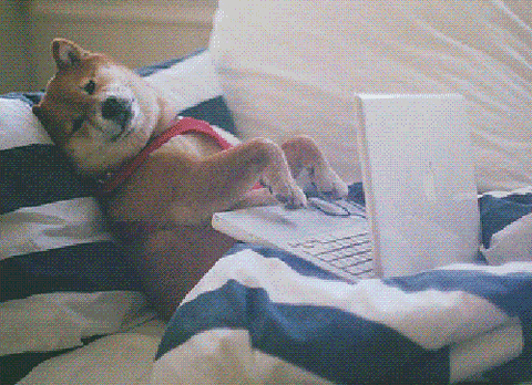dog on computer GIF