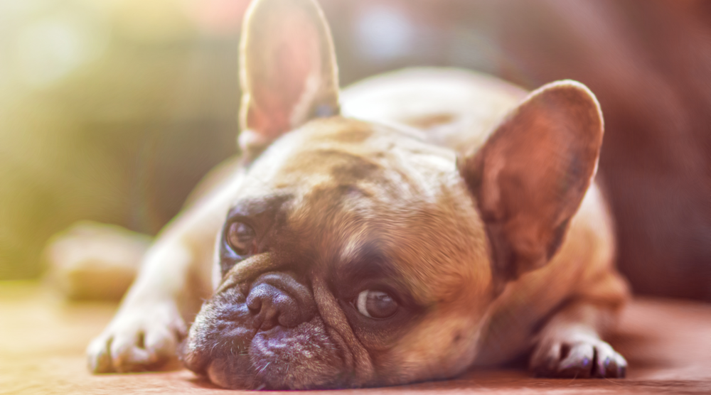 Canva. com