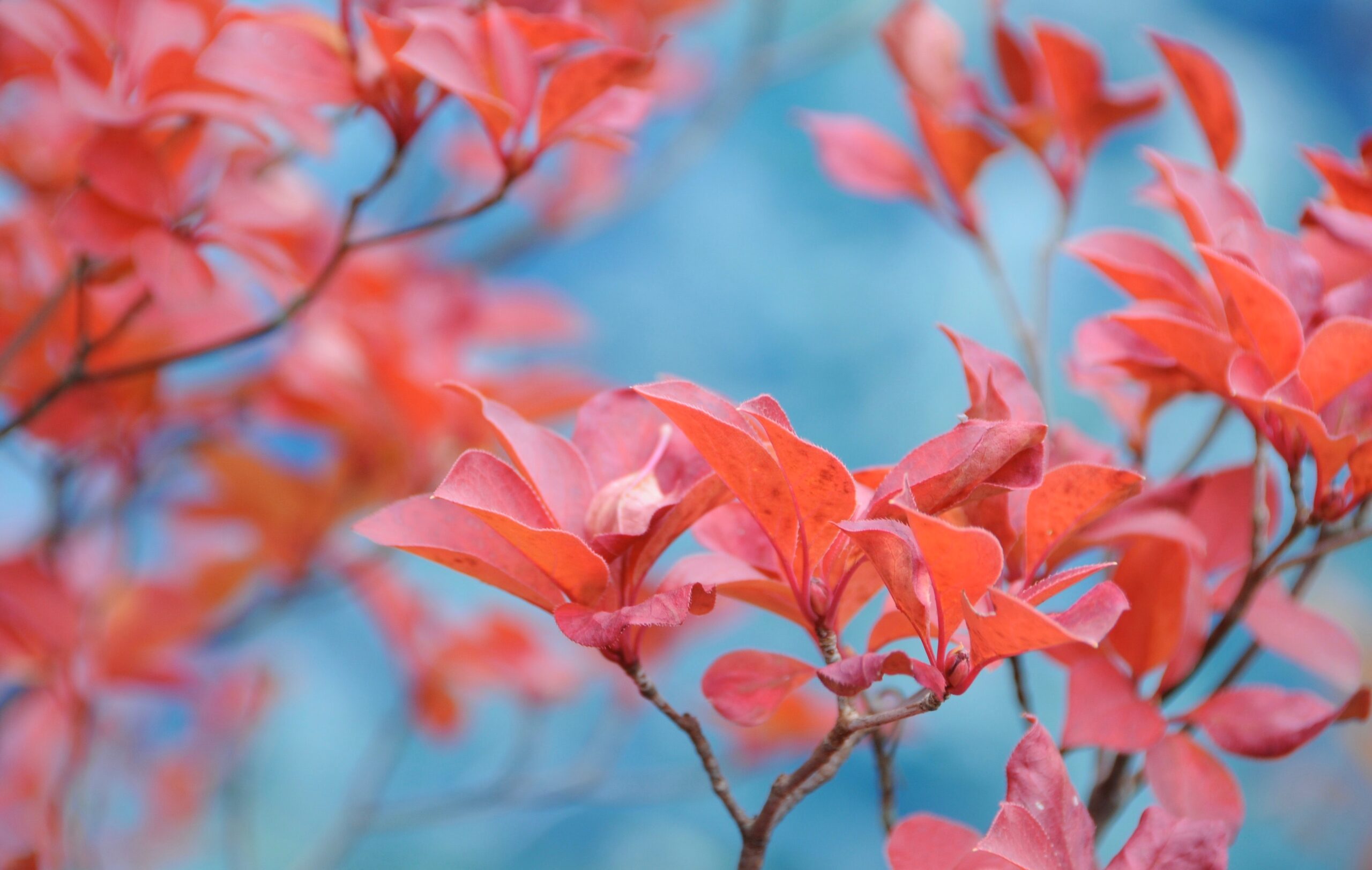 A Year of Renewal
