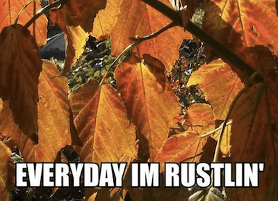 fall meme - everyday im rustlin