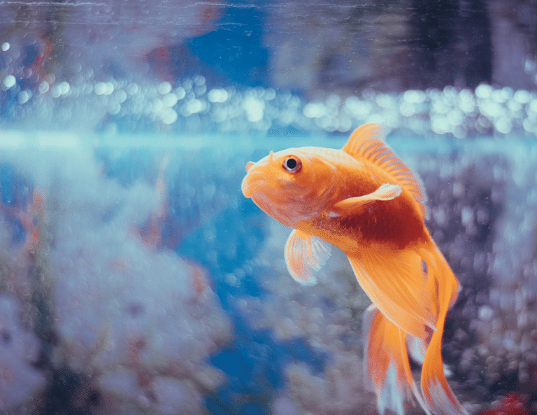 People have an attention span of fewer than 9 seconds, which is less than that of a goldfish.