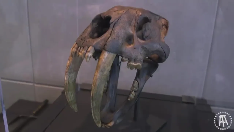 saber tooth tiger skull